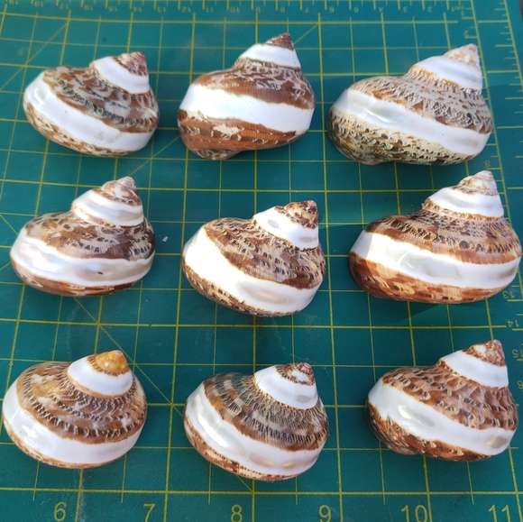 COPY - TAN BROWN TURBO BANDED for hermit crab, art, craft - Picture 1 of 6